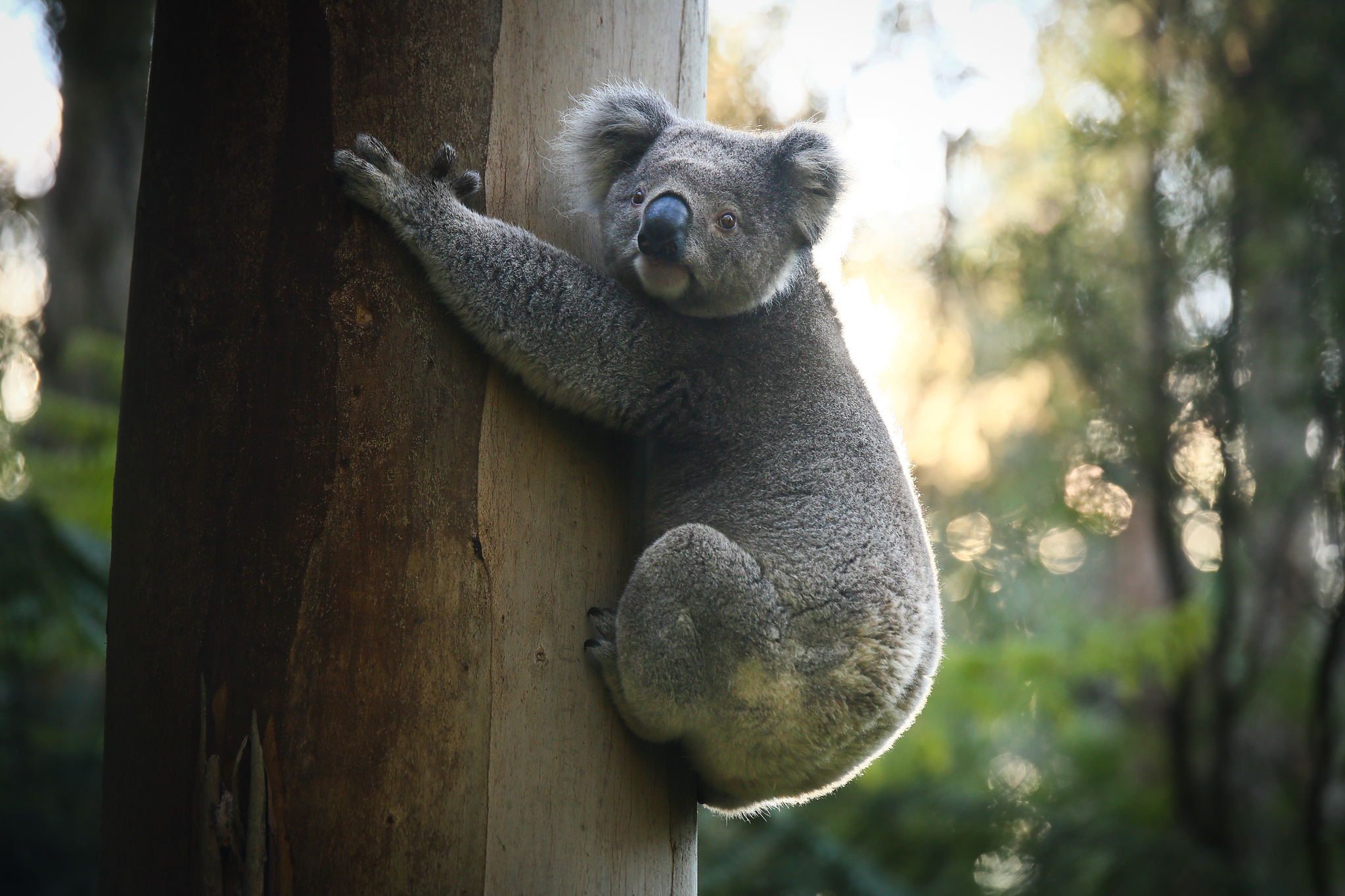 Koala on eucalyptus